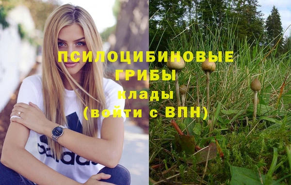 apvp Алзамай